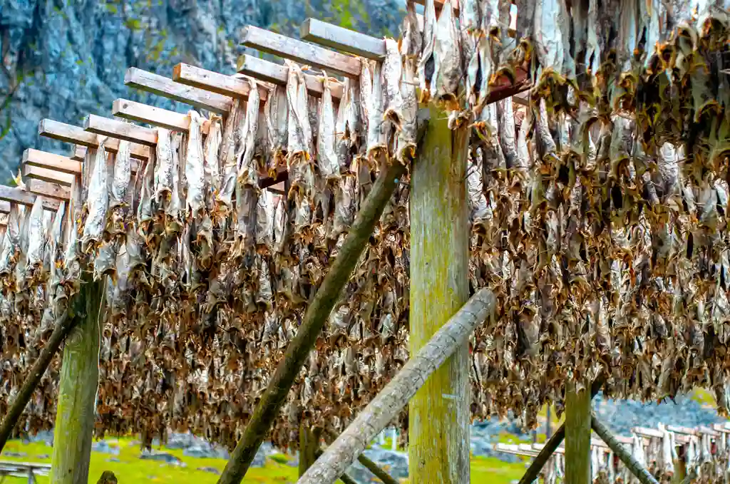 Secado de bacalao en Henningsvaer, , Noruega