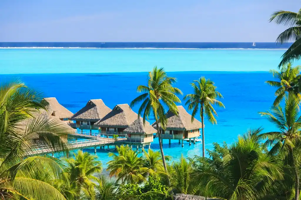 palmeras con vistas al resort tropical