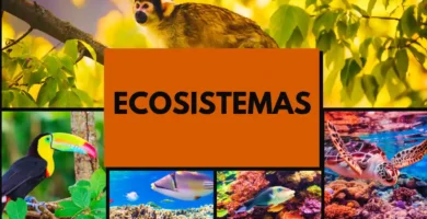 Videos de Ecosistemas