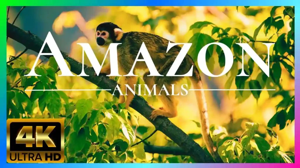 El AMAZONAS con MÚSICA RELAJANTE 4K UHD, video de ecosistema