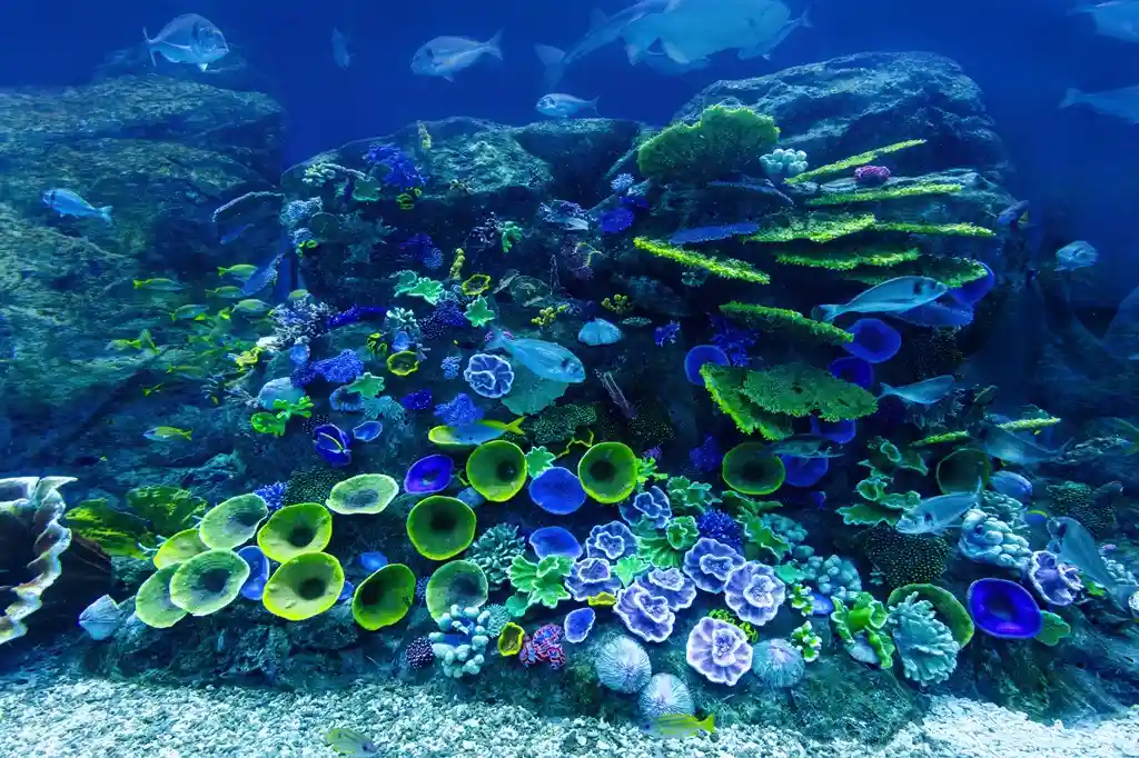 arrecifes de coral - Namaste Music Club - Blog