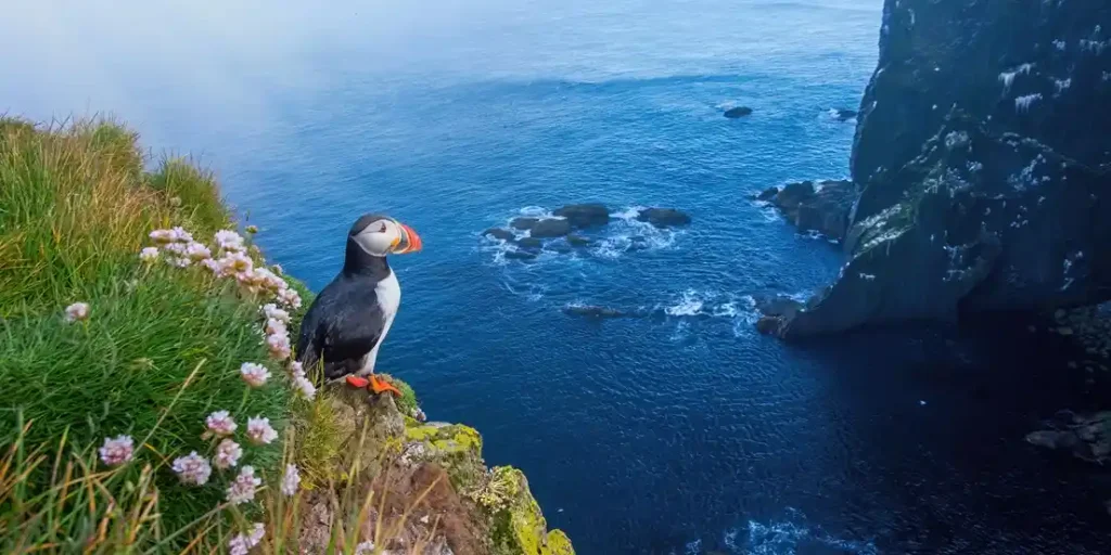 Frailecillo en los acantilados de Moher